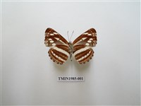 藏品(細帶環蛺蝶)的圖片